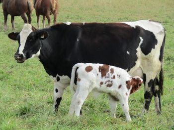 Healthy Holstein Cows For Sale With Good Dairy Characteristics Strong Build And Reliable Milk Production Potential - CPW TRADE LTD - United Kingdom