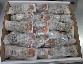 Frozen Lobster Tail IQF IWP WITH PROTECTIVE GLAZE 10LBS X 4 BOXES PER CARTON - EAST FISH PROCESSING LLC - United Arab Emirates