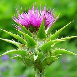 SGS Certified Natural Milk Thistle Extract for Curing Acute Hepatitis - Hunan Sunfull Bio-Tech Co., Ltd. - China