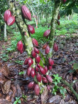 cocoa beans Origin Cameroon Degree of Processing Raw Bean Type Criollo, Forastero, Nacional - AM TRADING LIMITED - Cameroon