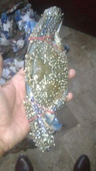 Blue Swimming Crabs - Haider Enterprises - Pakistan