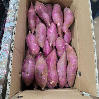 YELLOW SWEET POTATO Size S, M, L Grade CLASS A Origin Vietnam Shape long shape Storage Temperature +5-7 C Color yellow flesh, purple skin - HAO QUANG COCONUT ONE MEMBER COMPANY LIMITED - Vietnam