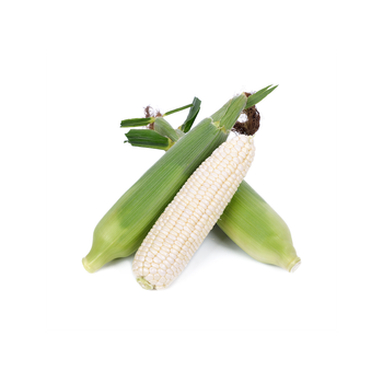 Buy white maize in large quantities fresh stock at low prices - MASI TRADING GMBH - Germany