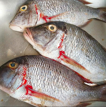 Best Quality Frozen white snapper fish Available Bulk at Cheapest Prices - TRADECENTRIC LLC - United States