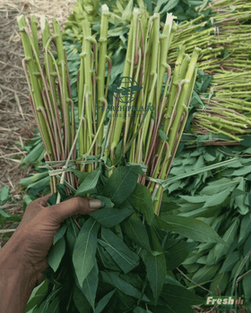 cassava leaf / cassava leaves / - Pt Archipelago Prime Export - Indonesia