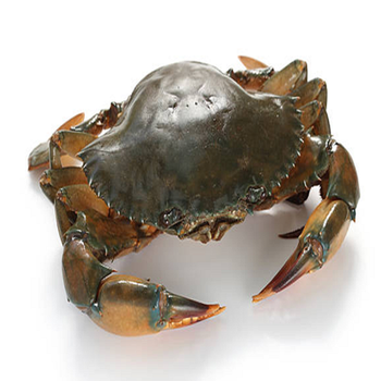Premium Quality Exported Live Mud Crab Male Or Female Fresh Crabs For Wholesale Fresh Live Crab Live Mud Crab Live Seafood - STARLINK TRADING THAILAND - Thailand