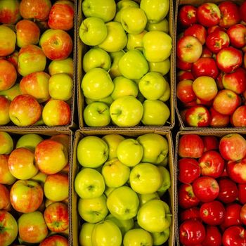 Fresh And Delicious Fuji And Gala Apple - NINE FRUITS EXPORTS (PTY) LTD - South Africa