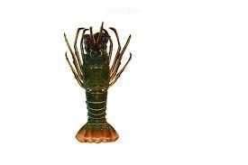 Fresh Lobster – Premium Quality Live / Chilled / Frozen Lobster - TRADE NEPAL LLC - United States