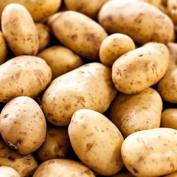 Premium Quality Fresh Potatoes – Perfect for Restaurants, Shops and Bulk Buyers - agroturaspzoo - Poland
