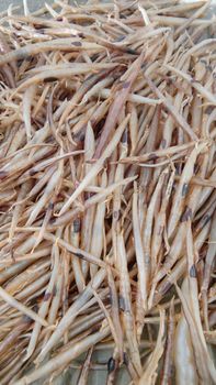 DRIED EEL FISH MAW (30c) - NAAGINA EXPORTS - India