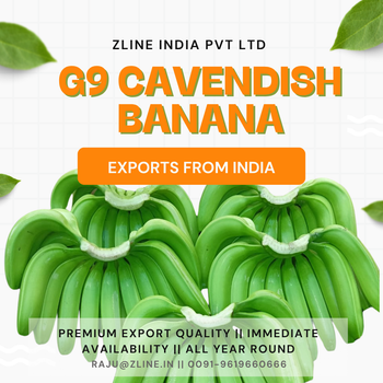 G9 Cavendish banana from Zline India Pvt Ltd G9 Cavendish banana - Zline India Pvt Ltd - India