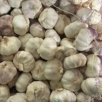 Normal White and Pure White Garlic from Yantai Keyrise China from Yantai Keyrise Import & Export Co., Ltd Normal White and Pure White Garlic from Yantai Keyrise China - Yantai Keyrise Import & Export Co., Ltd - China