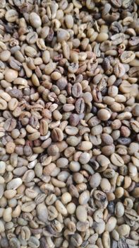 Greenbean Robusta Gayo from CV MITRA ABADI Greenbean Robusta Gayo – product photo, Roasted Robusta Coffee products found from trusted suppliers, wholesalers, manufacturers & exporters Listing