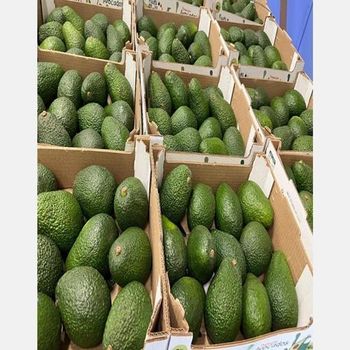 Bulk Organic Frozen Avocado New Season 2026 Vacuum Pack Syrup Preservation Factory Source Competitive Export Price - AGRONOVA - United States