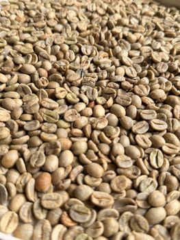 Arabica green beans AAA - Bean Source - India