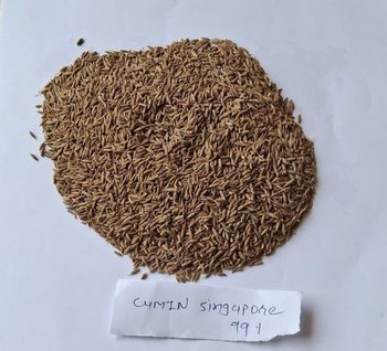 Cumin seed S99 - Dev International ( WP +91 8160346317 ) - India