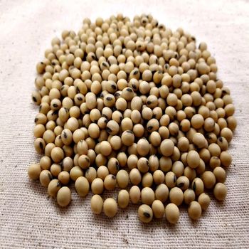 Dried Farm Soybeans for sale from KOFONS BUSINESS SOLUTIONS PTY LTD Dried Farm Soybeans for sale - KOFONS BUSINESS SOLUTIONS PTY LTD - South Africa