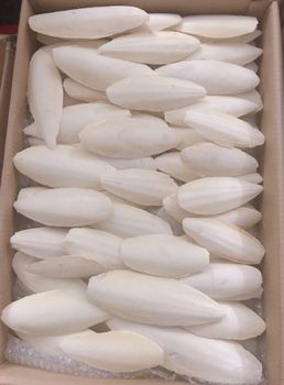 Cuttlefish Bone Origin - SULTAN'S GLOBAL TRADE - India