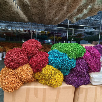 prevented Anna hydrangea - flowerbeautifuleverlasting - China