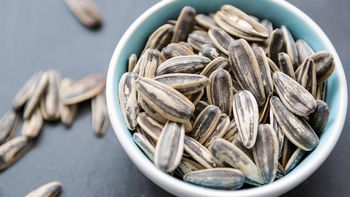 Wholesale Sunflower Seeds for Oil Crushing Available for Distributors and Manufacturers Requiring - EAST LAND PROPERTIES - Tanzania