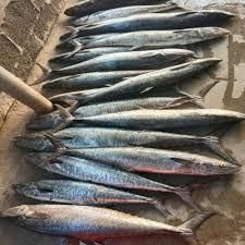 Seer fish – product photo, Fish products found from trusted suppliers, wholesalers, manufacturers & exporters Listing