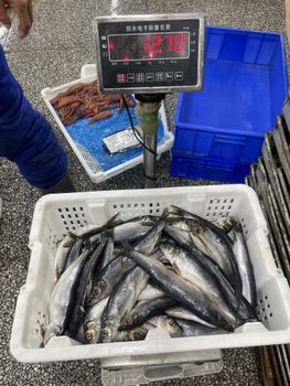 Frozen Herring Fish Ocean Harvested Premium Quality Product For Frozen Seafood Importers And Retail Supply - TOSOH INTERNATIONAL - South Africa