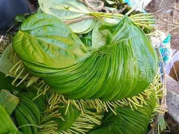 Betel leaf from Shibli Betel leaf - Shibli - Global