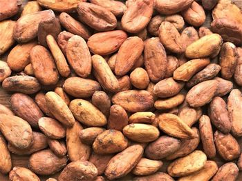 Cocoa Beans - Growlentis Enterprise Limited - Kenya
