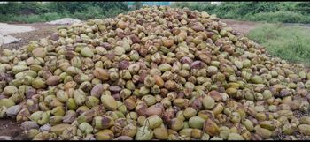 Coconut Purity 100% Pure Flavor Sweet Taste Of Nature Harvesting Method Sustainable Processing Method Unprocessed Application Cooking, Baking, Self - Support lines logistic services company - Saudi Arabia