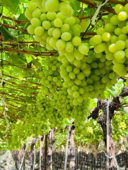 Table Grapes (080610) - Vitis farm fresh  - India