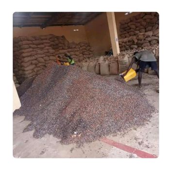 Cocoa Beans – product photo, Fermented Cocoa Beans products found from trusted suppliers, wholesalers, manufacturers & exporters Listing