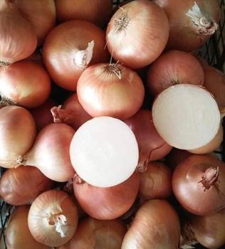 Fresh golden onion – product photo, Fresh Shallot Onion products found from trusted suppliers, wholesalers, manufacturers & exporters Listing