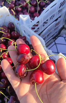 Cherry Quality A - Versasanat - Iran