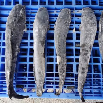 Frozen Catfish Skinless Fillet Frozen Seafood Choice For Importers Retail Suppliers And Seafood Wholesalers - TOSOH INTERNATIONAL - South Africa