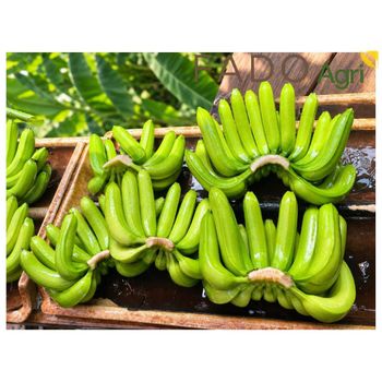 Cavendish Bananas – product photo, Fresh Green Grapes products found from trusted suppliers, wholesalers, manufacturers & exporters Listing