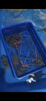 Bamboo lobster - PT KRK KREASI SEMESTA - Indonesia