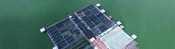 Fresh Barramundi/Seabass (500g) - The Fish Farmer Pte Ltd - Singapore