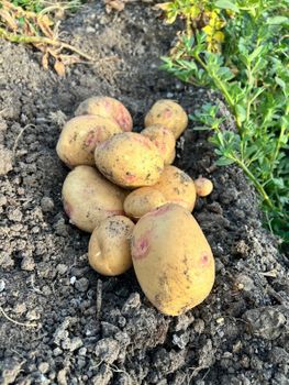 Potatoes - AL-SEDIK FOR FRUITS AND VEGETABLE EXPORT AND TRADING - Egypt
