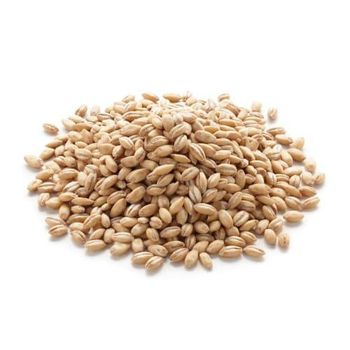 Premium Quality Malted Barley Clean Whole Grain for Beer Brewing Bulk Cheap Pricing Wholesale Deals from A.C.P. AGRICULTURE COMPANY LIMITED Premium Quality Malted Barley Clean Whole Grain for Beer Brewing Bulk Cheap Pricing Wholesale Deals - A.C.P. AGRICULTURE COMPANY LIMITED - Thailand