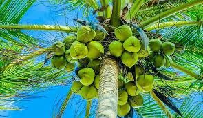 Green Young Coconut - Thai Agri Company - Thailand