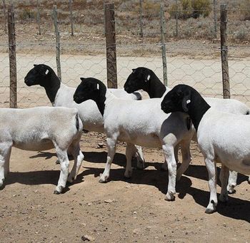 Cheap Top Selling Dorper sheep in bulk / Merino sheep at wholesale price.Boer Goats available for sale in good quantity from Summit Industrial LLC Cheap Top Selling Dorper sheep in bulk / Merino sheep at wholesale price.Boer Goats available for sale in good quantity - Summit Industrial LLC - United States