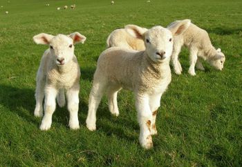 Wholesale live sheep for sale with strong build and high survival rate - Mutlu Et Mustafa - France