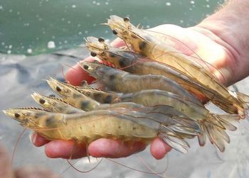 Wholesale Price Vannamei White Shrimp Salty Dried Baby Prawns Vietnam Origin High Quality 2 Year Shelf Life Packaged from CPW TRADE LTD Wholesale Price Vannamei White Shrimp Salty Dried Baby Prawns Vietnam Origin High Quality 2 Year Shelf Life Packaged - CPW TRADE LTD - United Kingdom