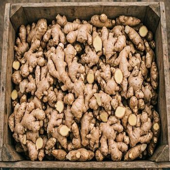 Farm Fresh Organic Ginger France Export Quality Naturally Grown Premium Selection 10kg For Commercial Buyers - TRADECENTRIC LLC - United States