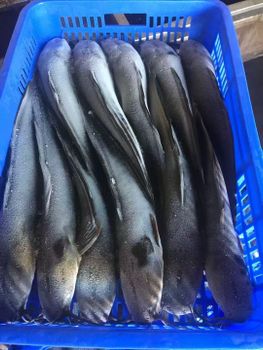 Frozen Whole Catfish in Bulk,Frozen Farmed Catfish.Frozen Catfish Exporters (1-2 kg Wholesale).Premium Quality Frozen Whole Catfish for the African Market - Jinjiang Yueshuang Import&Export Trade Co.,Ltd - China