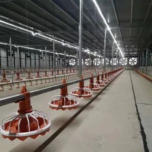 Automatic Equipment Chicken Poultry Farming Pan Feed Line System - SHANDONG MUHE MACHINERY CO., LTD. - China