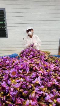 Blue Water Lily Dried whole flowers, dried petals, powder, absolute, raisin - Tropicalife Co.Ltd. - Thailand