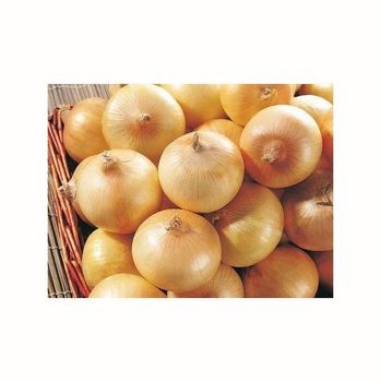 Fresh onion supplied in large lots for wholesale buyers with steady availability - BMU TRADING GMBH - Germany