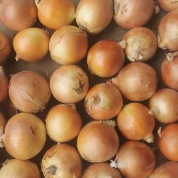 Late Season Onion Storage From Our Controlled Atmosphere Warehouses - Jiangsu E. Funs Import & Export Co., Ltd. - China