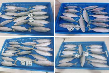 Mackerel Grade A Origin Iran Protein 18.6 G Packaging carton Total Fat 13.9 G Calories 205 Kcal Cholesterol 70 Mg Place of Origin Iran - Salamt Mehr motahar food industrial group - United Arab Emirates